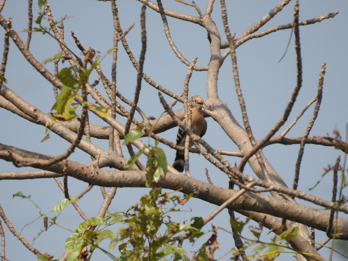 Common Hoopoe - ML625949221