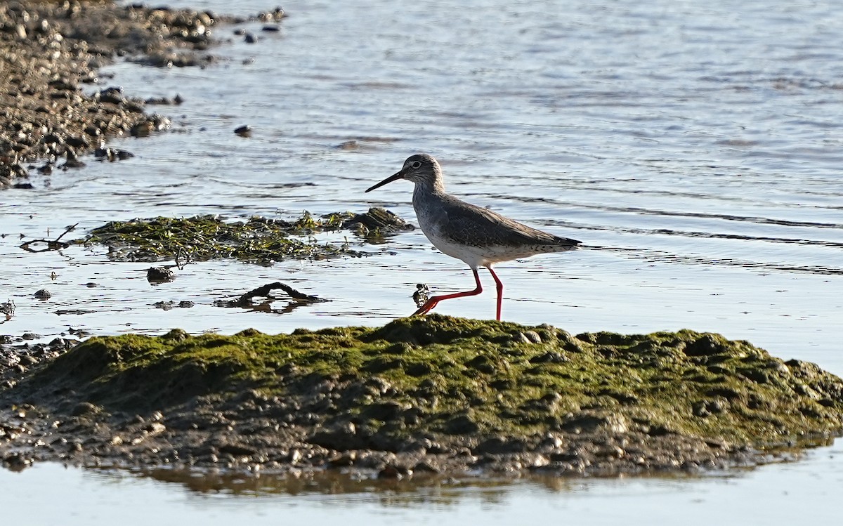 Chevalier gambette - ML625949261