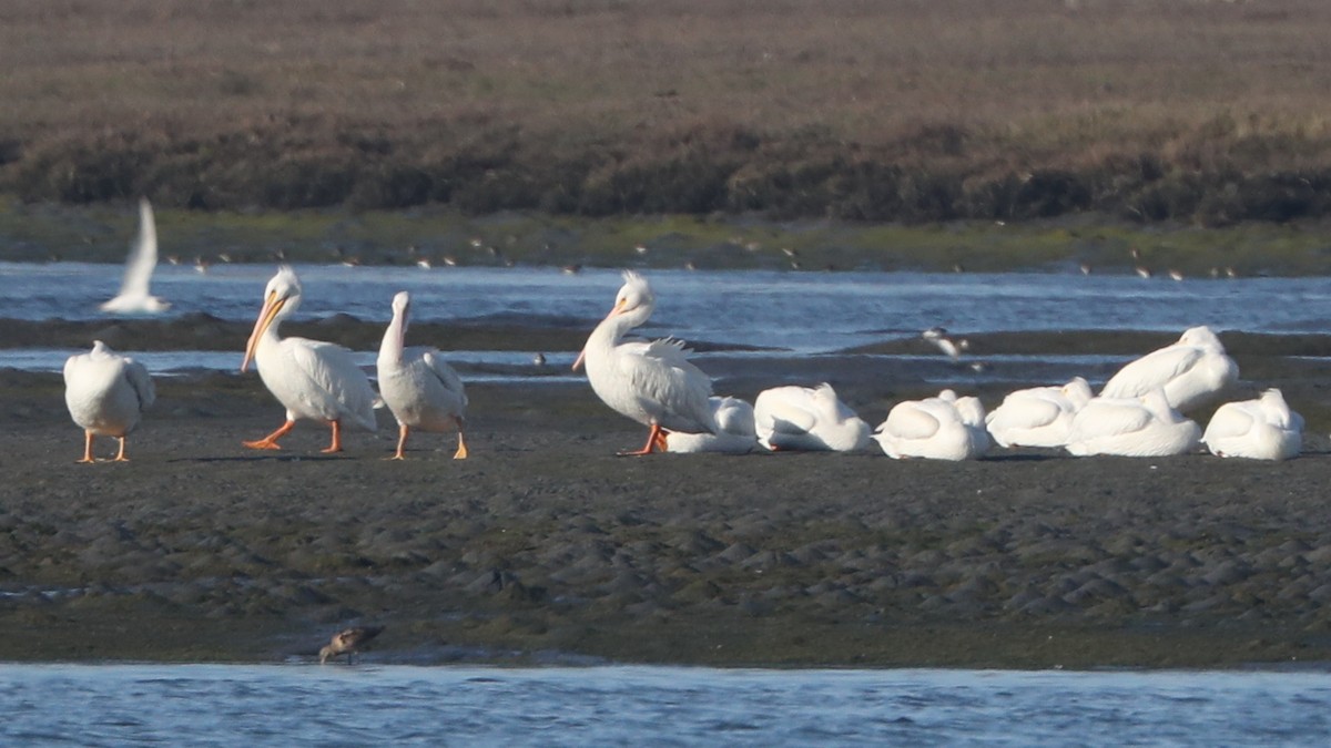 American White Pelican - ML625949349