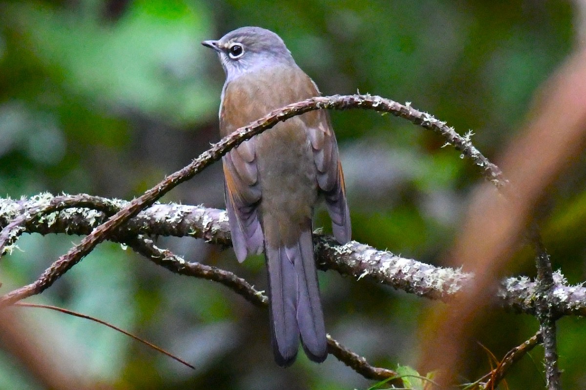 Brown-backed Solitaire - ML625949383