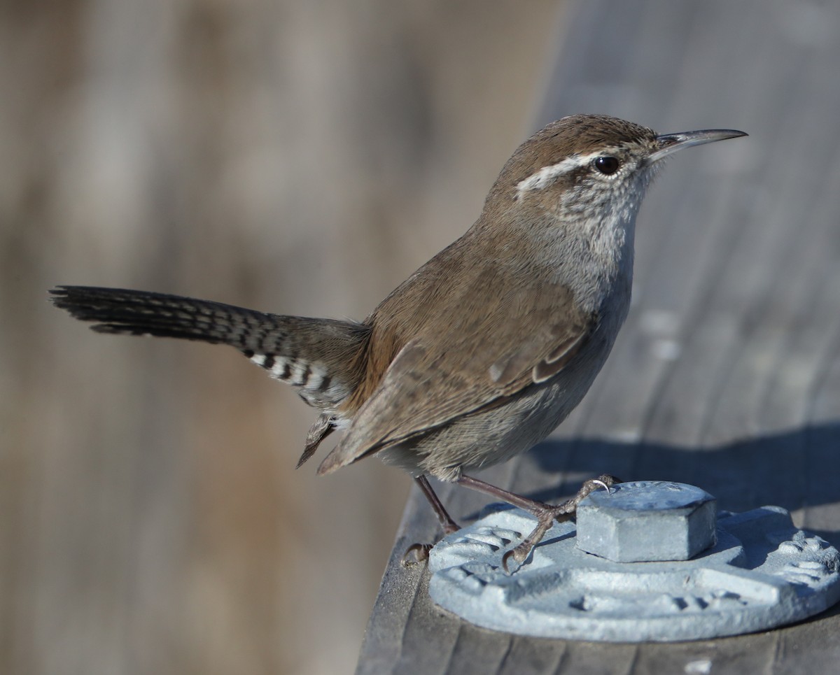 Bewick's Wren - ML625949434