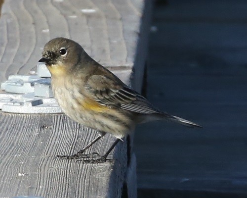 Yellow-rumped Warbler - ML625949436