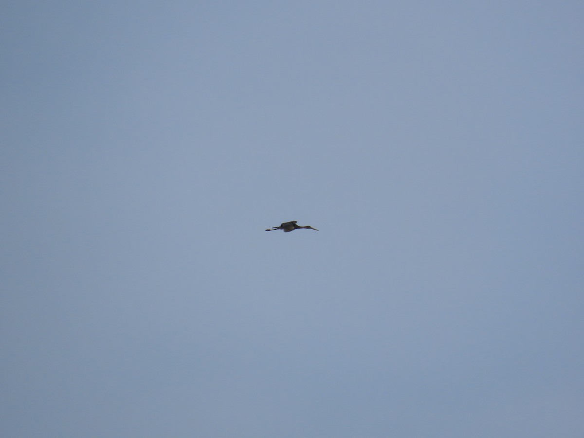 Black Stork - ML625949617