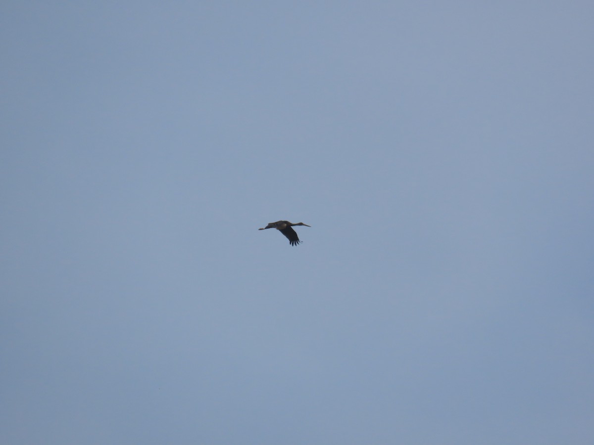 Black Stork - ML625949618