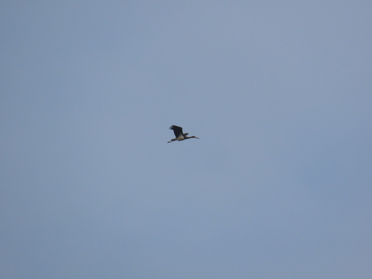 Black Stork - ML625949619
