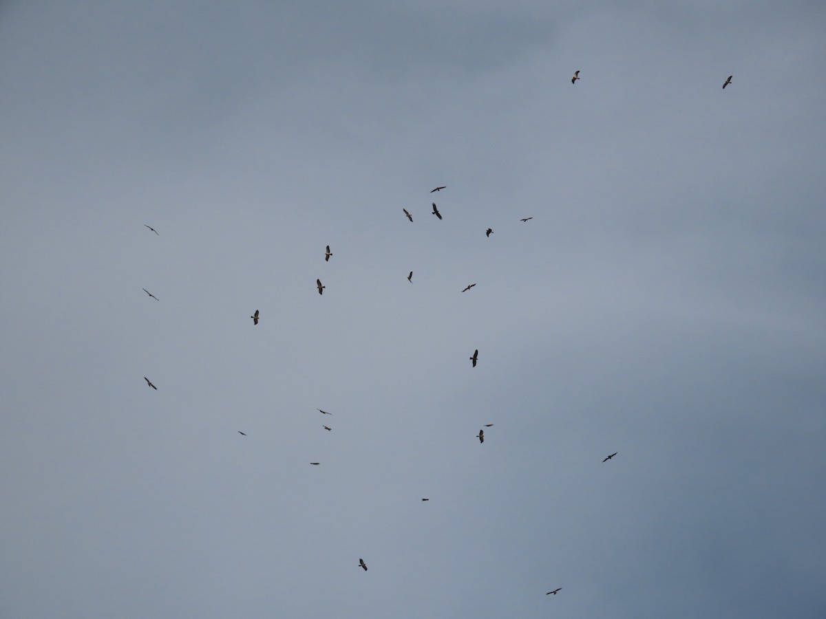 Booted Eagle - ML625949627