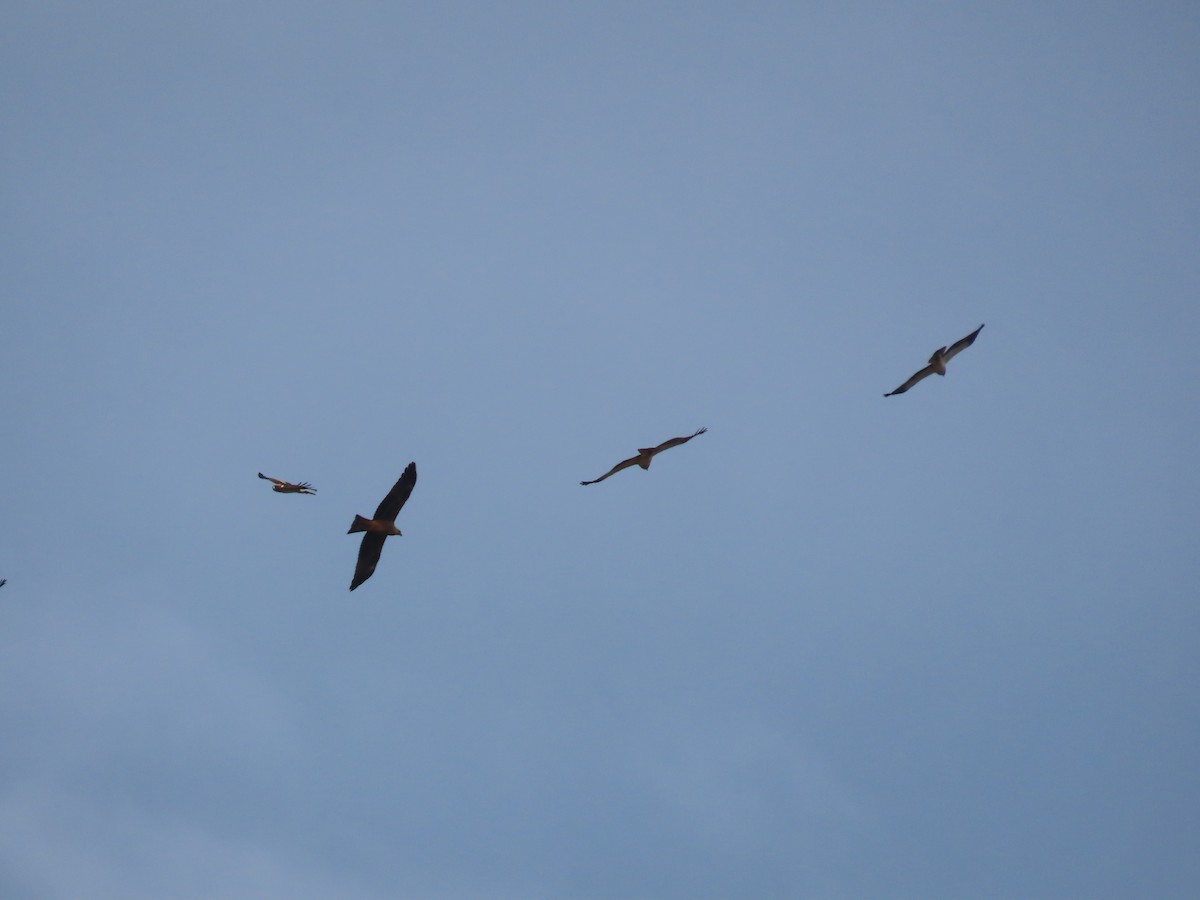 Black Kite - ML625949629