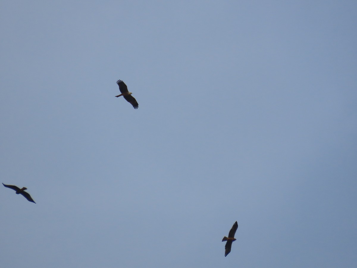 Black Kite - ML625949630