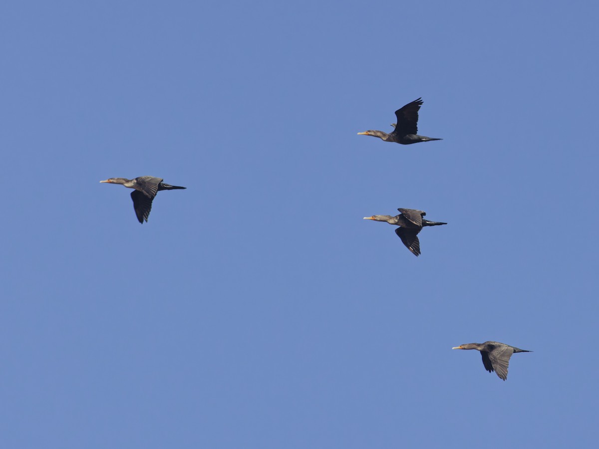 Double-crested Cormorant - ML625949641