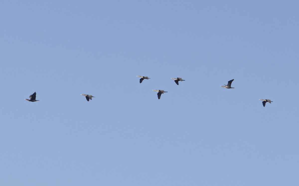 Double-crested Cormorant - ML625949642