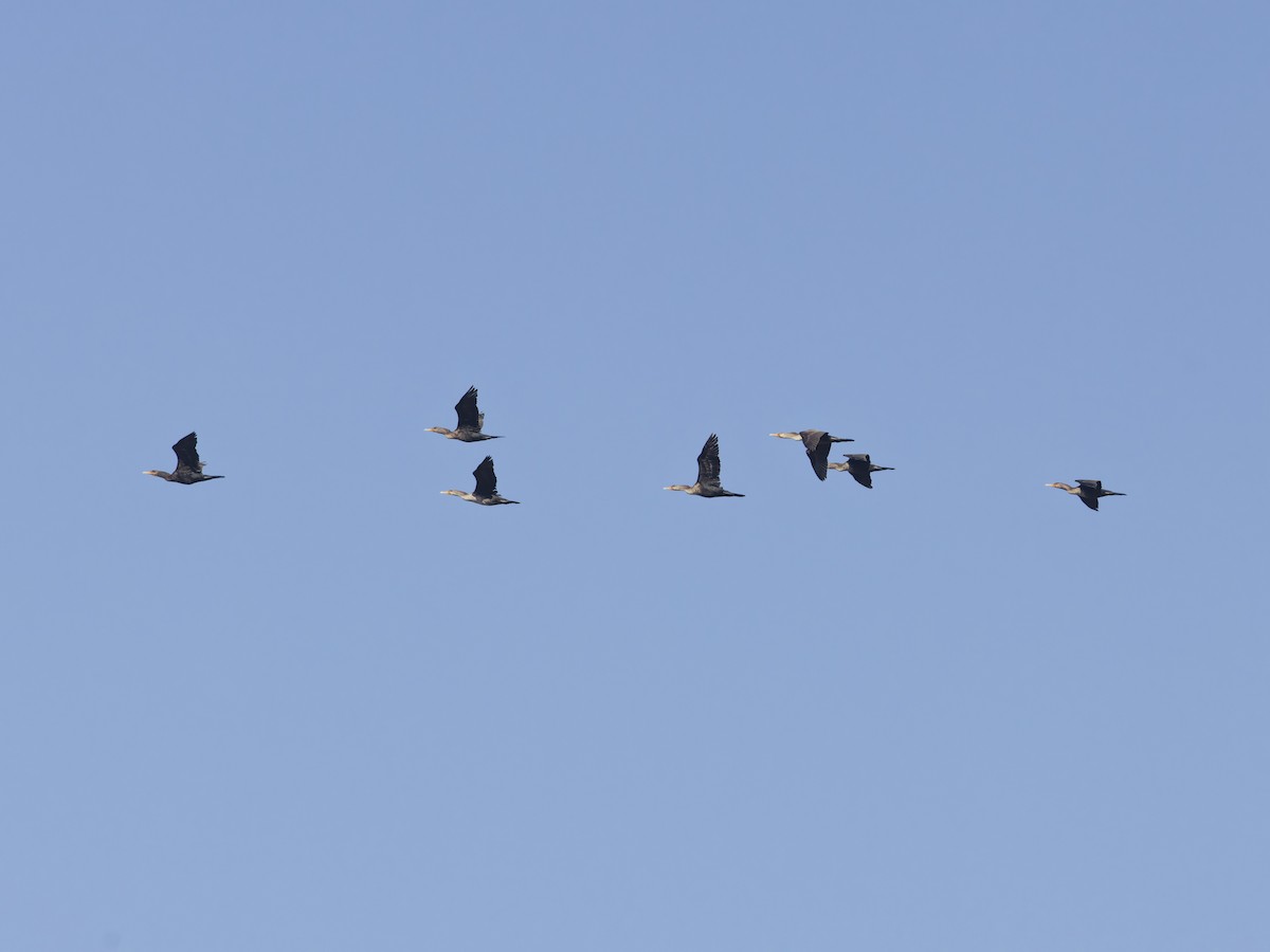 Double-crested Cormorant - ML625949643