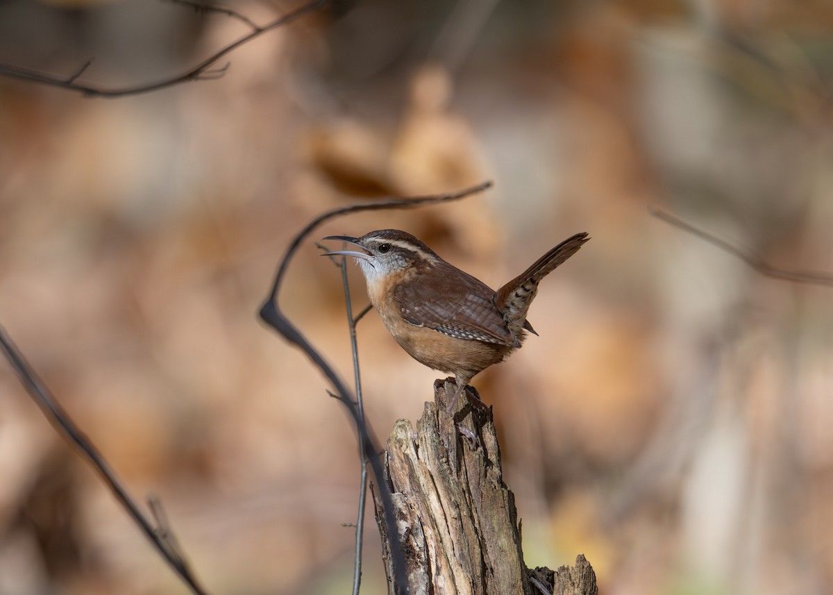Carolinazaunkönig - ML625949647