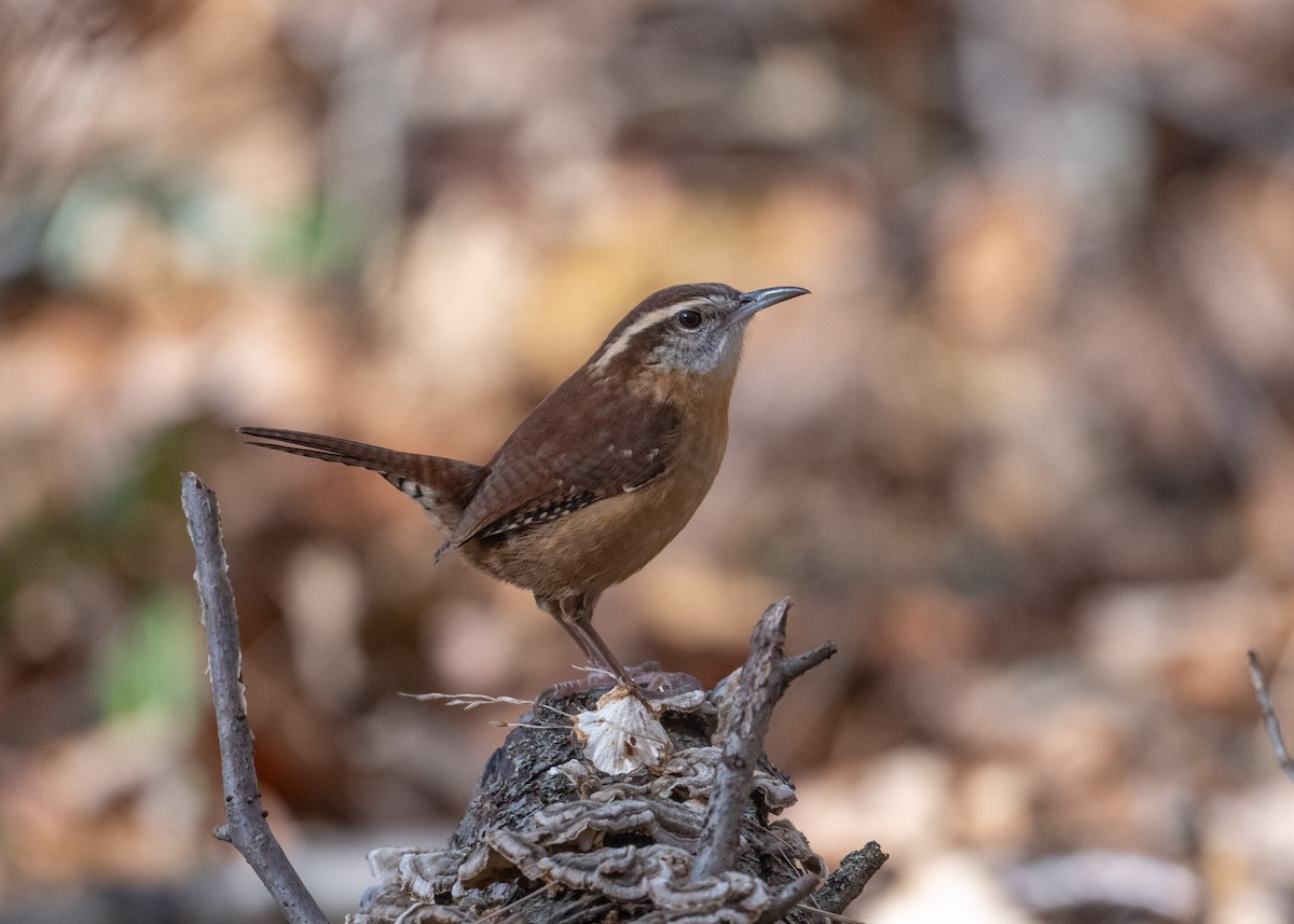 Carolinazaunkönig - ML625949648