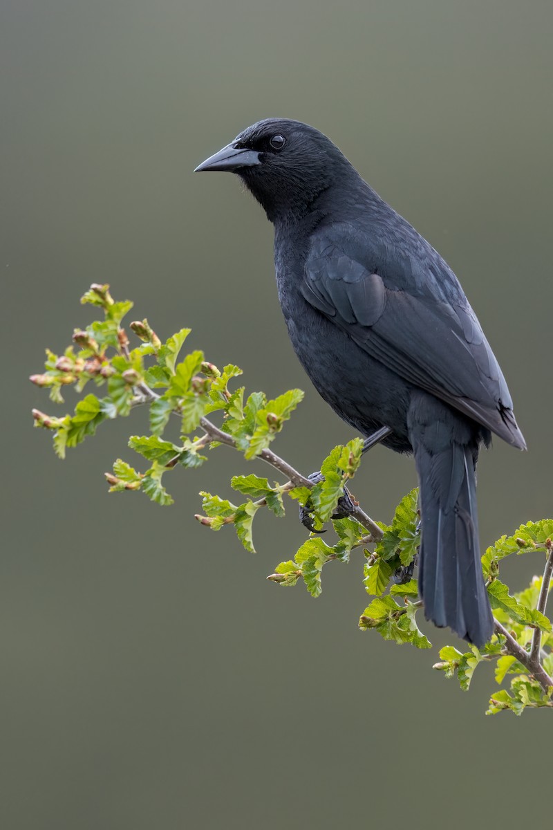 Austral Blackbird - ML625949705