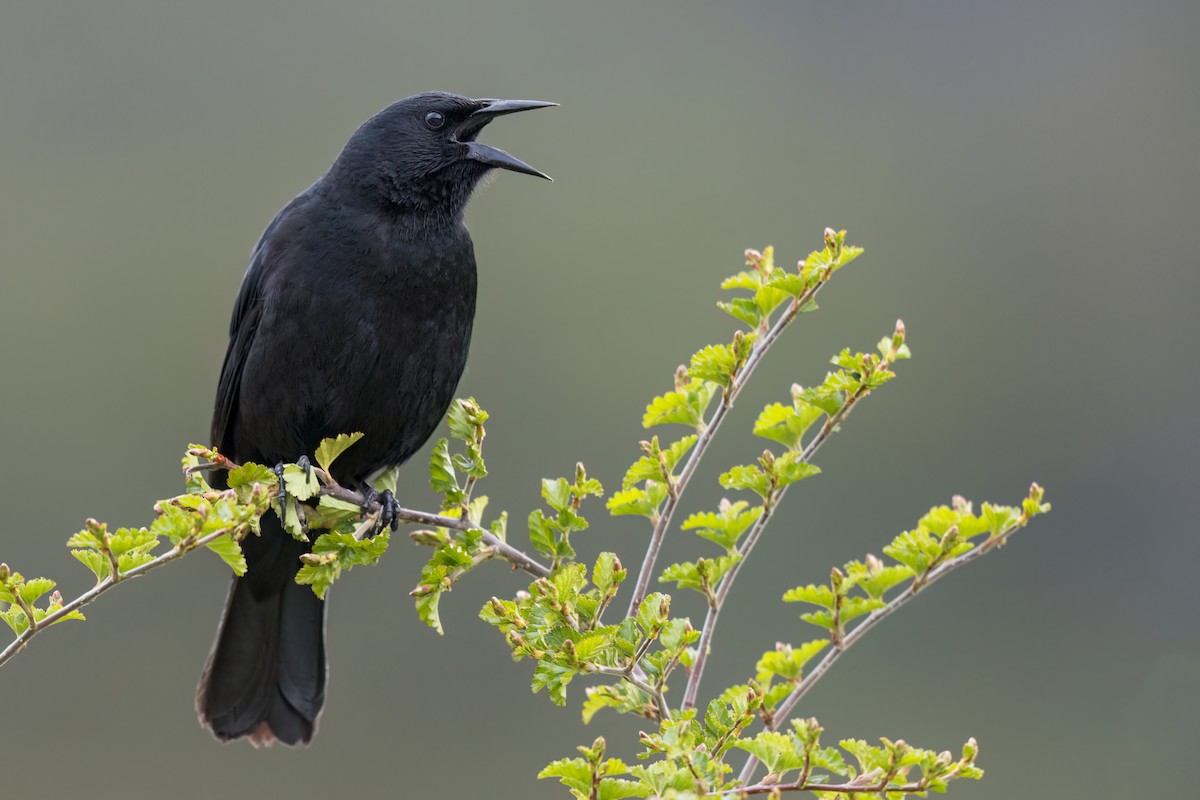 Austral Blackbird - ML625949745