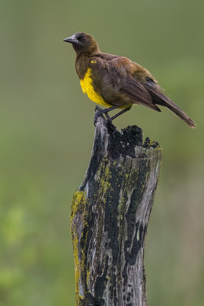 Brown-and-yellow Marshbird - ML625949810