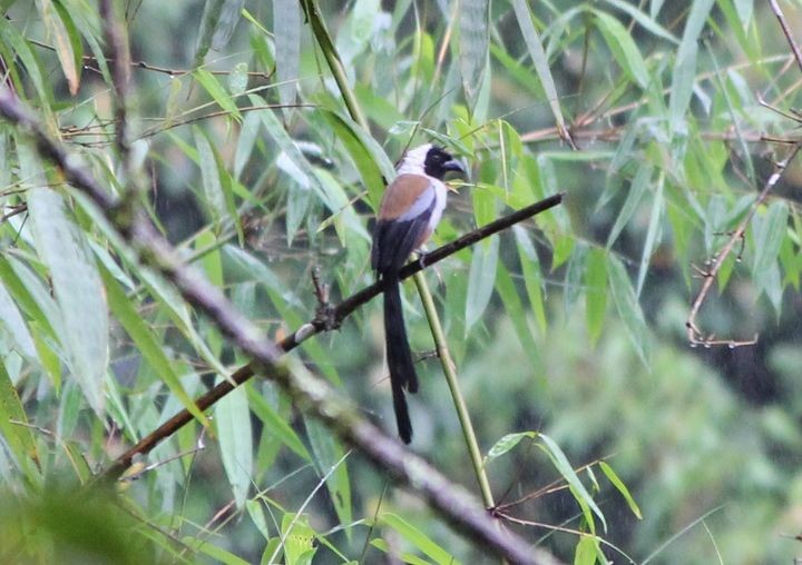 Collared Treepie - ML625949867