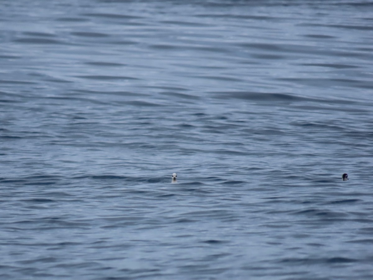 polarsvømmesnipe - ML625949968