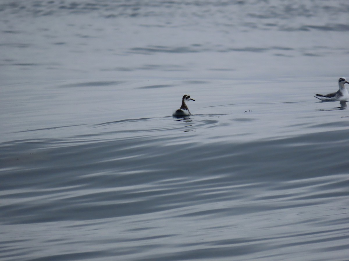 polarsvømmesnipe - ML625949970