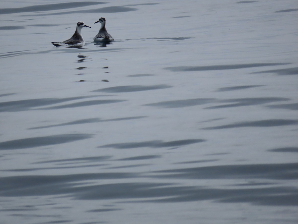 polarsvømmesnipe - ML625949971