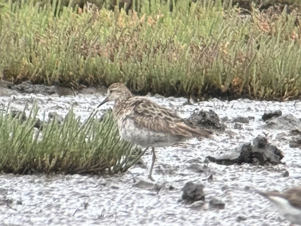 Sharp-tailed Sandpiper - ML625950403