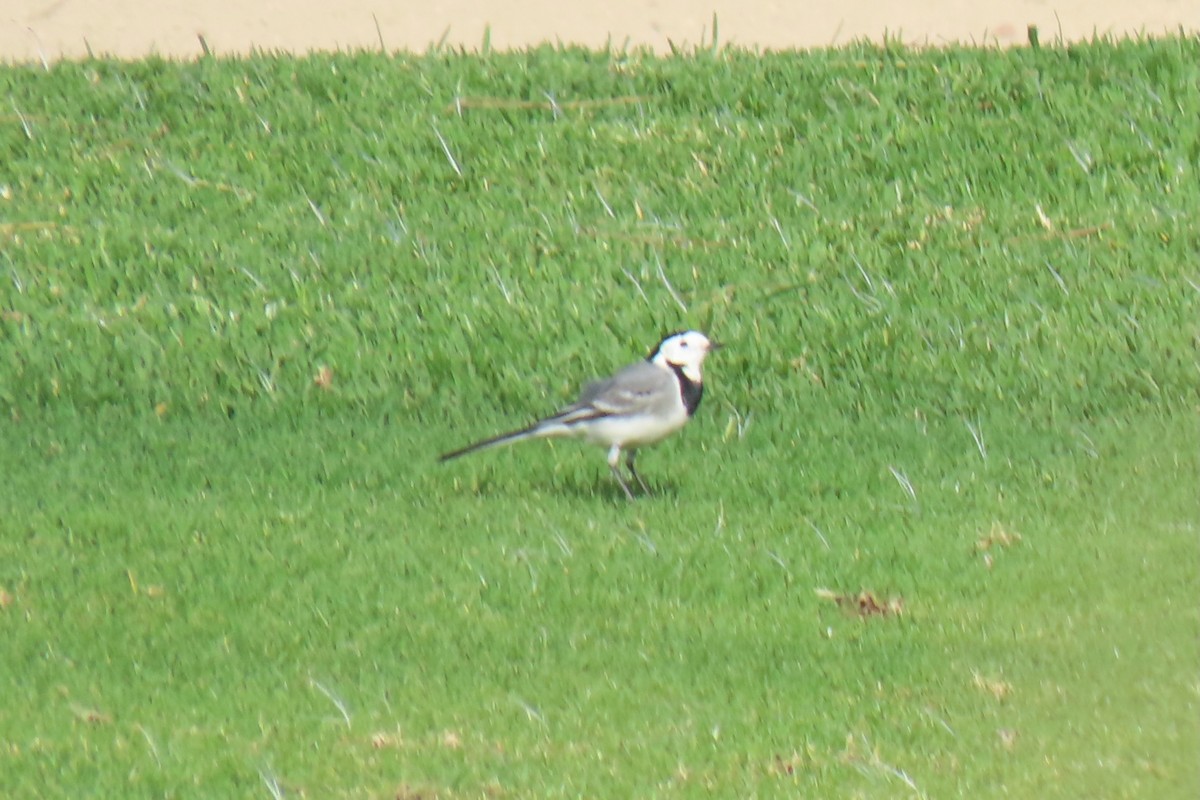 White Wagtail - ML625950574