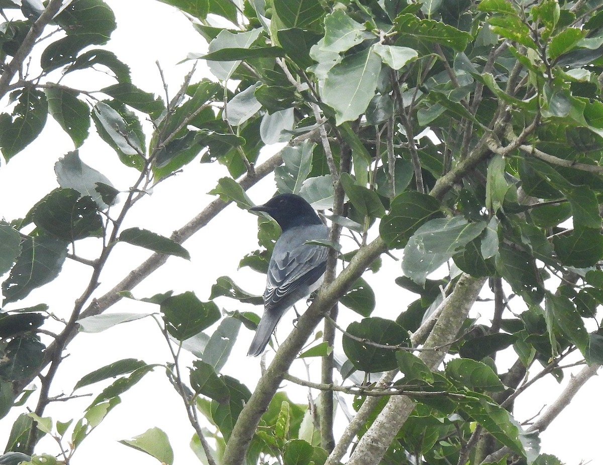 Black-headed Cuckooshrike - ML625950608