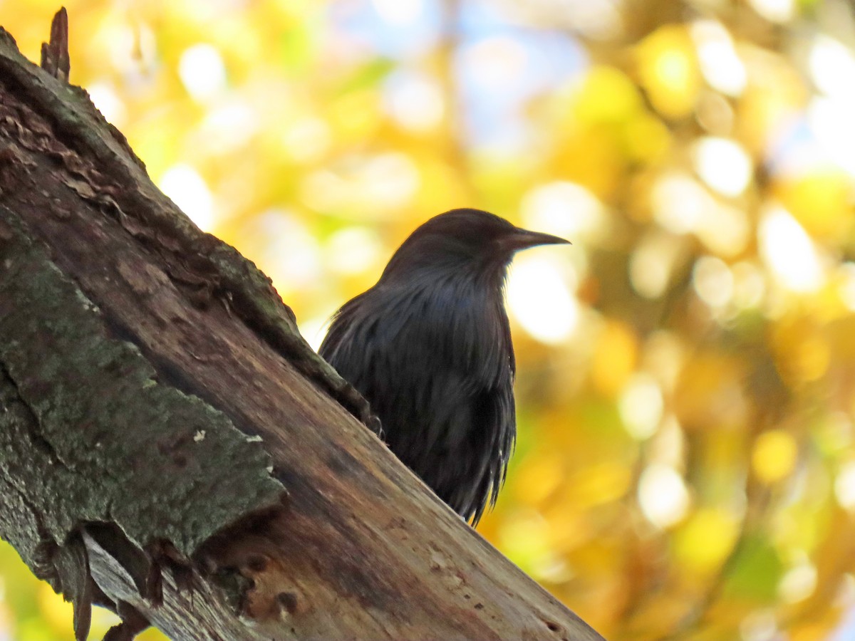Spotless Starling - ML625950701