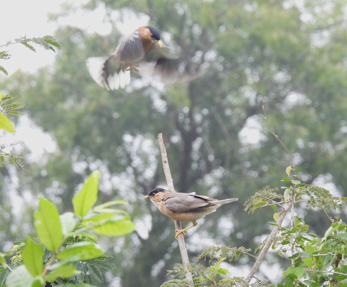 Brahminy Starling - ML625950722