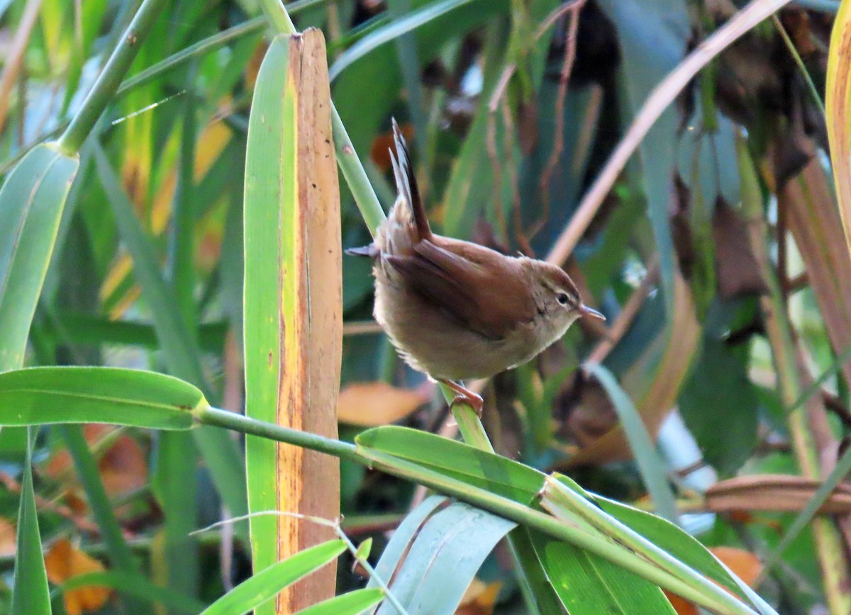 Cetti's Warbler - ML625950804