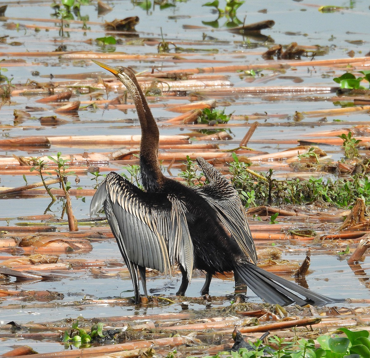 Oriental Darter - ML625950805