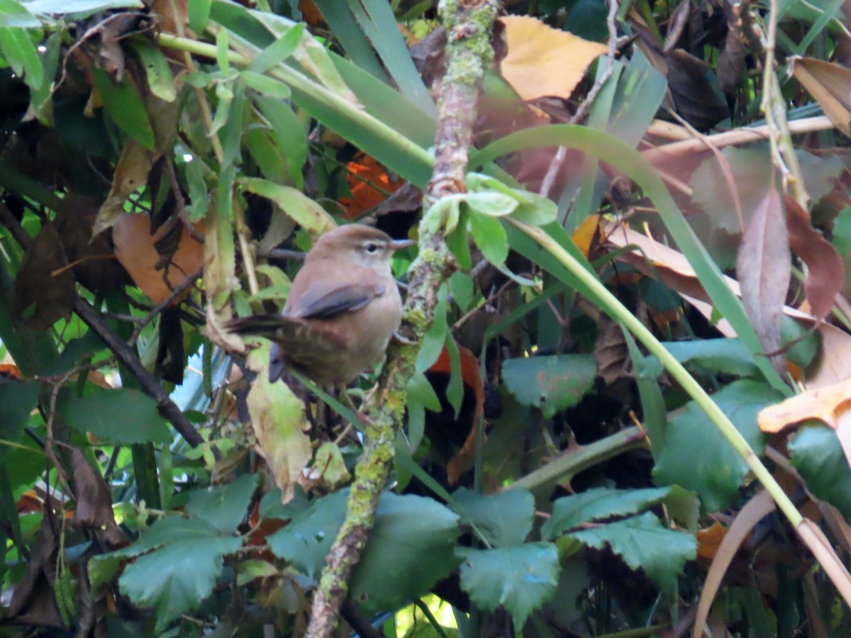 Cetti's Warbler - ML625950844
