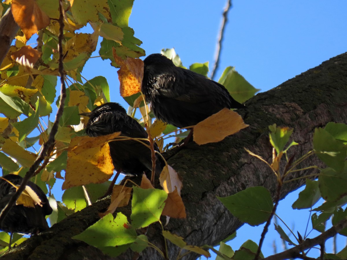 Spotless Starling - ML625950950