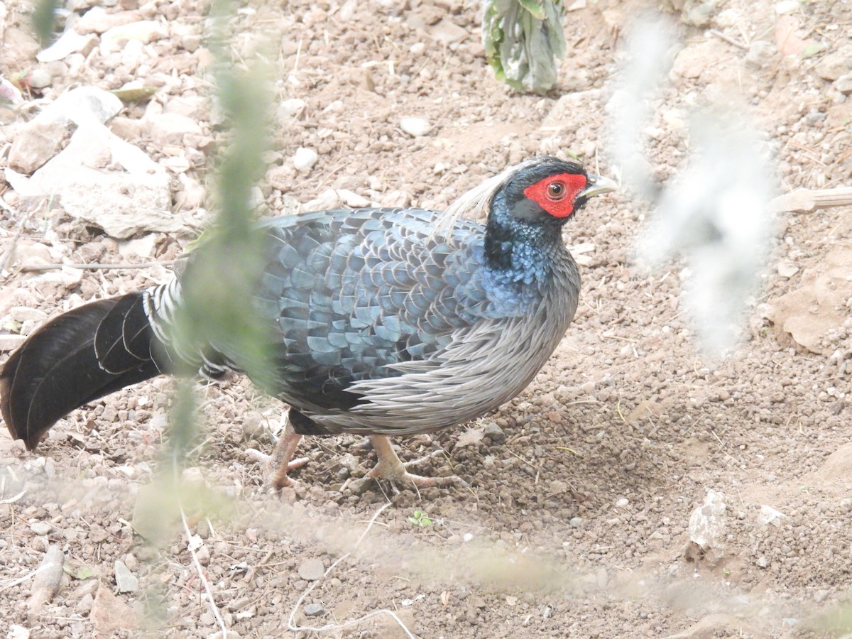 Kalij Pheasant - ML625951060