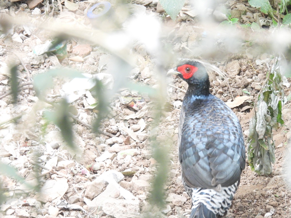 Kalij Pheasant - ML625951061