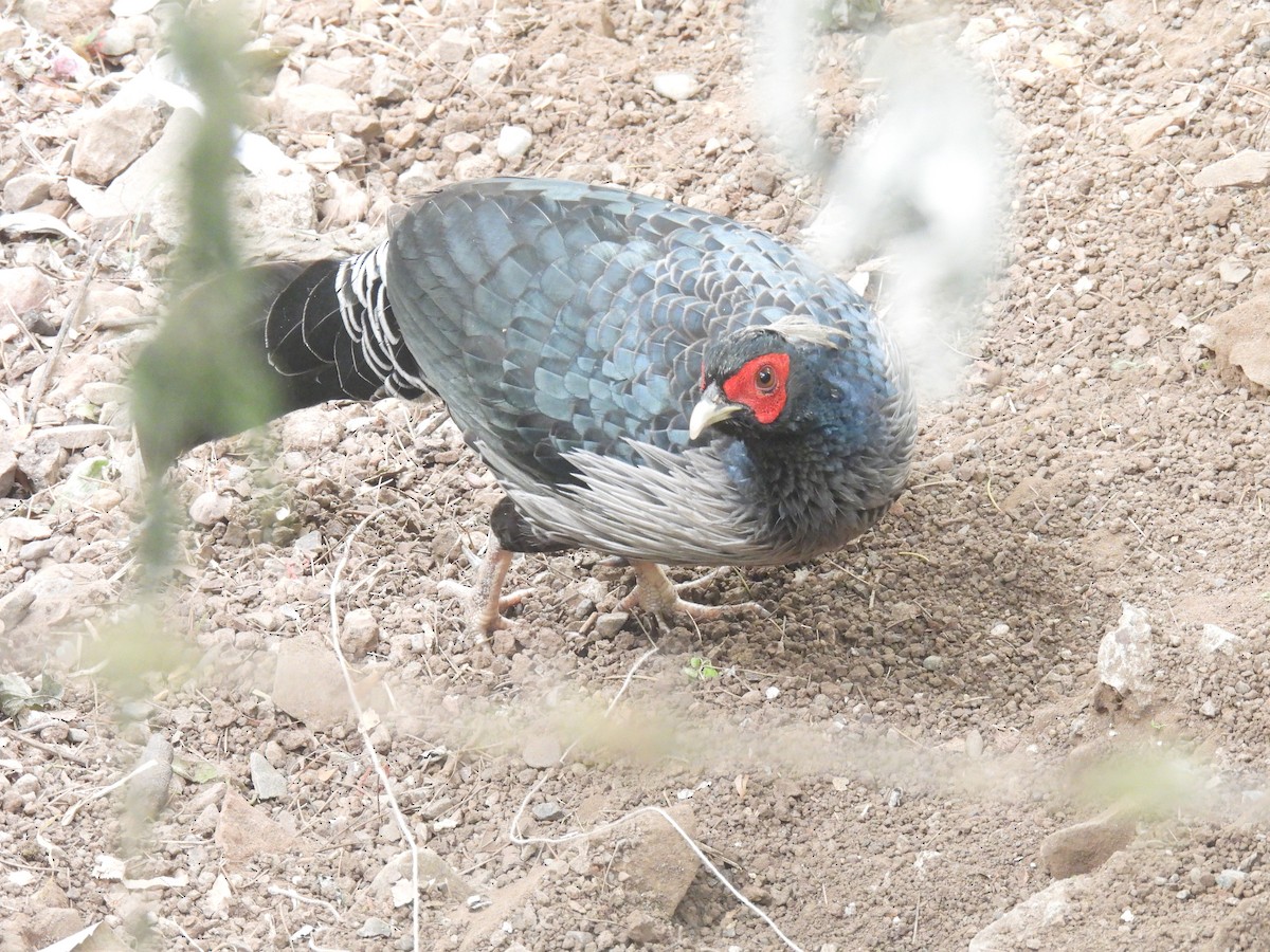 Kalij Pheasant - ML625951062