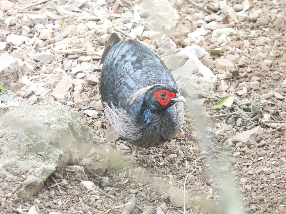 Kalij Pheasant - ML625951063