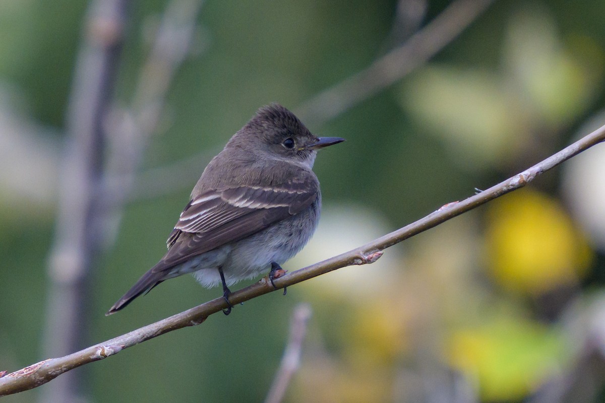 Western Wood-Pewee - ML625951068