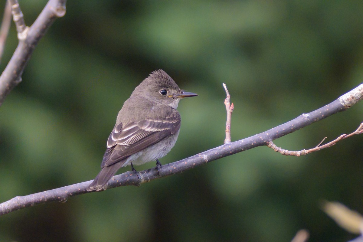 Western Wood-Pewee - ML625951069