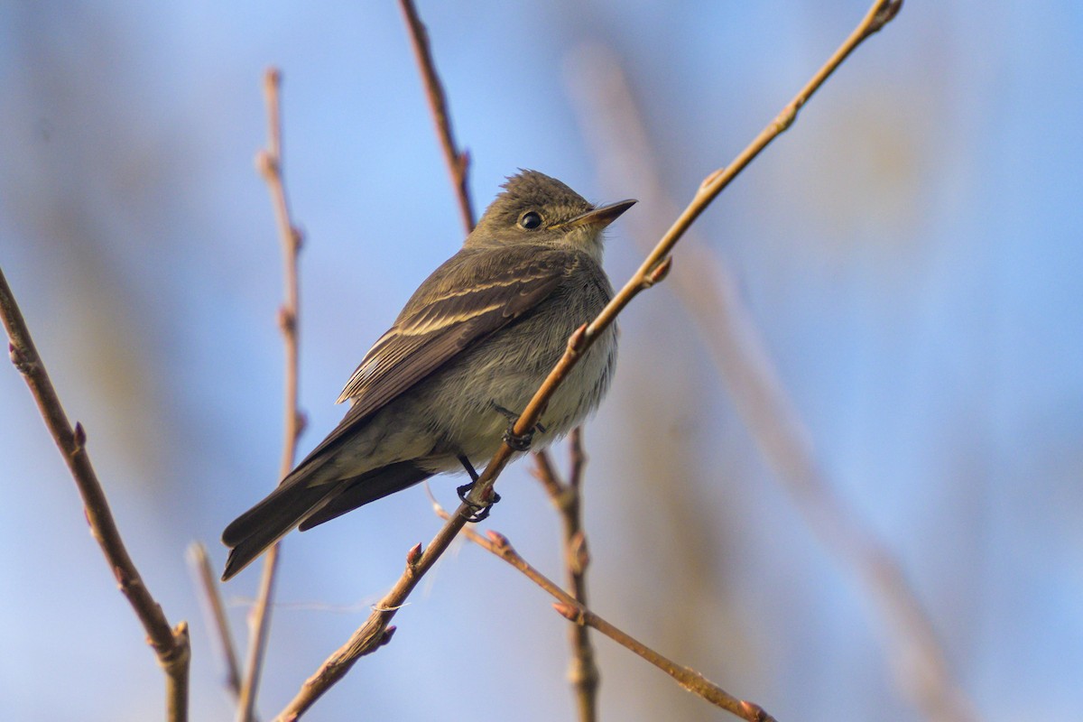 Western Wood-Pewee - ML625951070