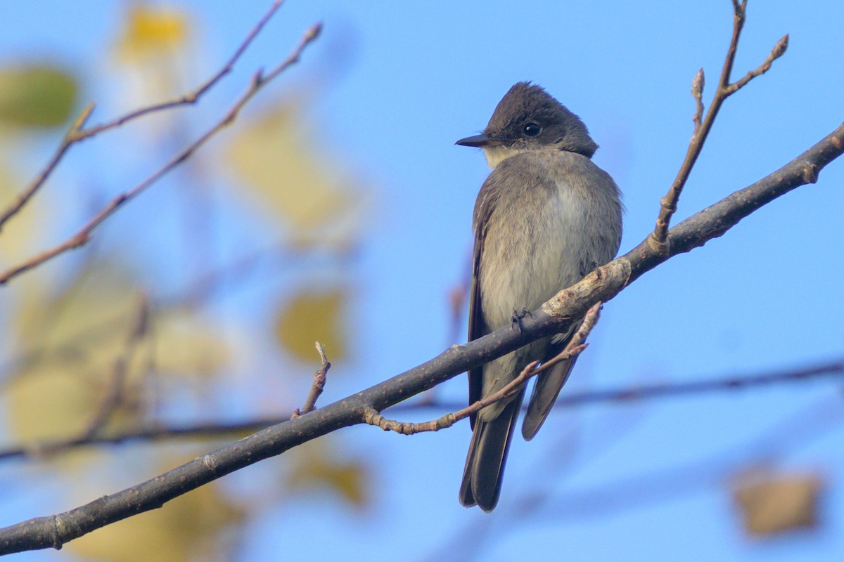 Western Wood-Pewee - ML625951071