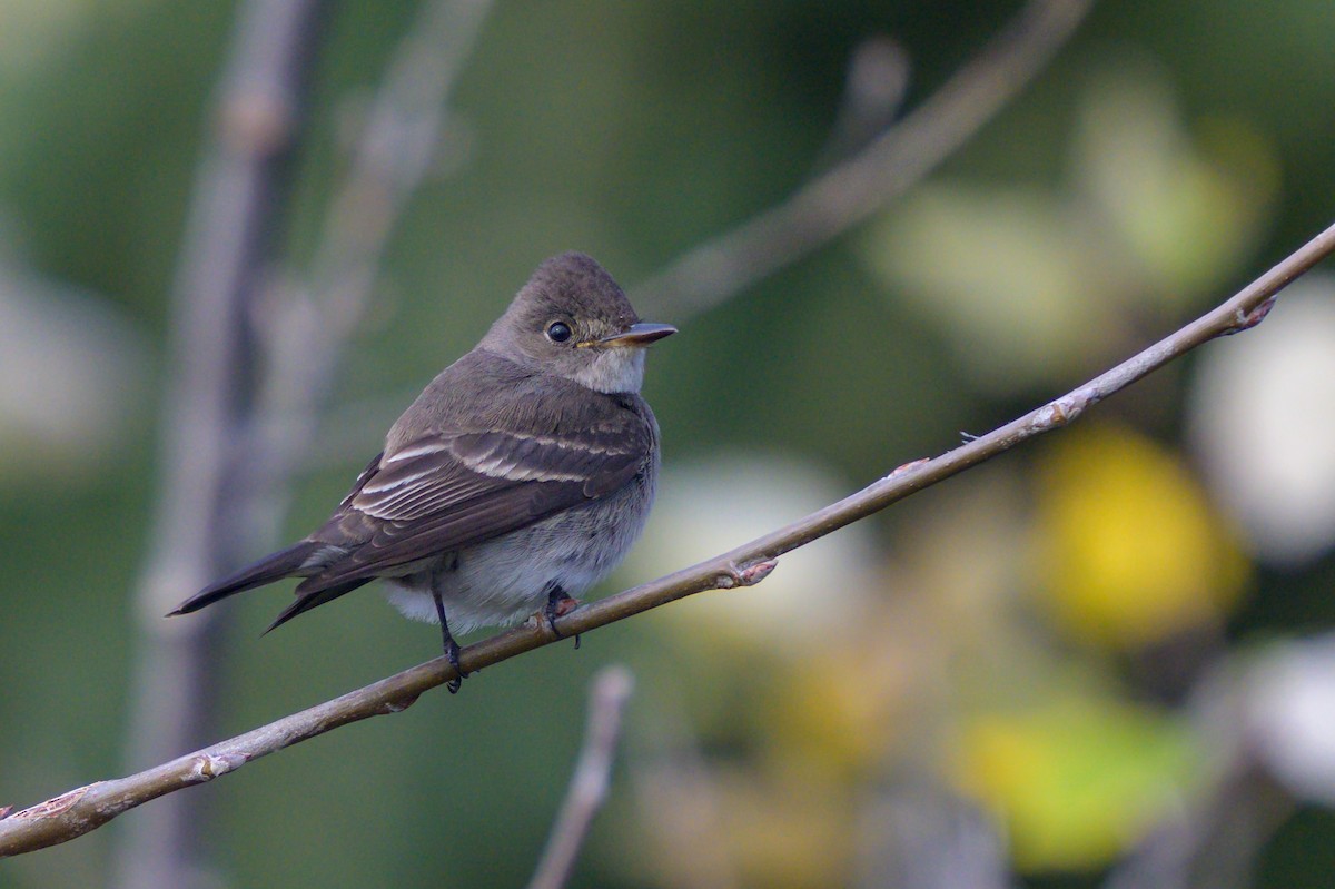 Western Wood-Pewee - ML625951072