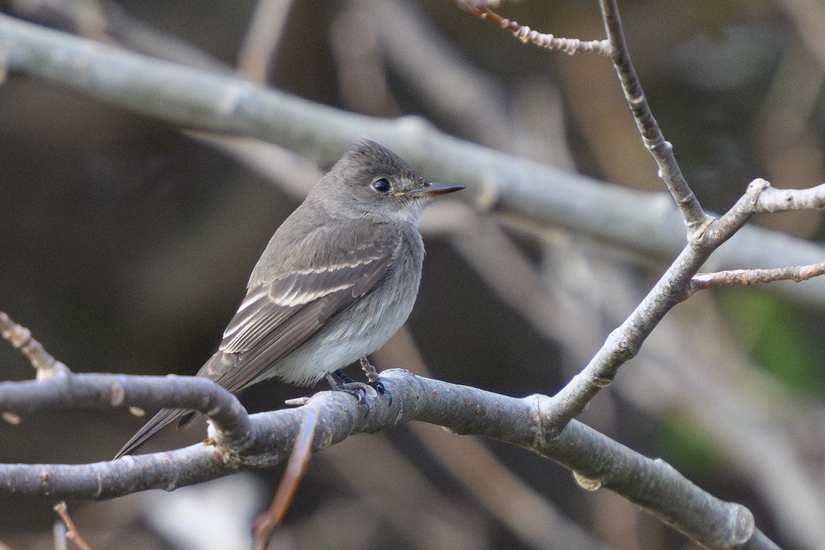 Western Wood-Pewee - ML625951073