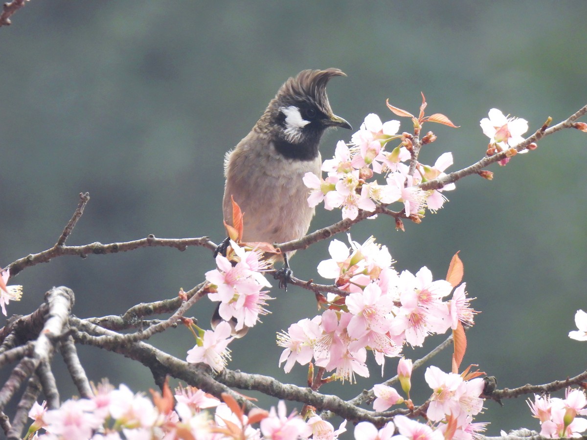 Himalayan Bulbul - ML625951076