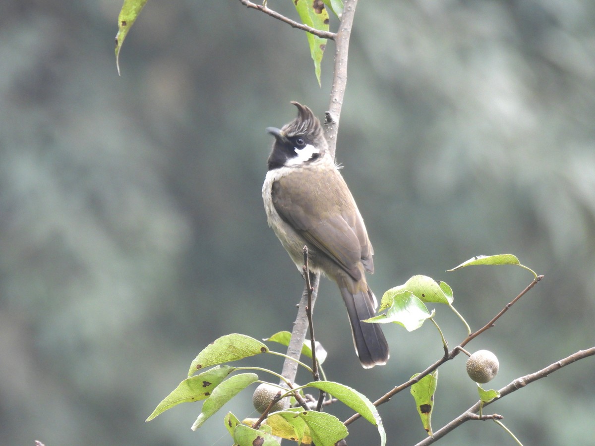 Himalayan Bulbul - ML625951077