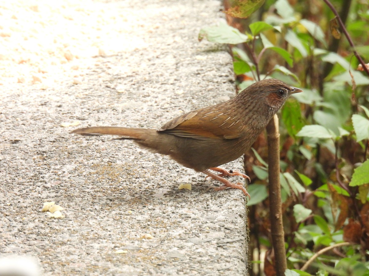Streaked Laughingthrush - ML625951110