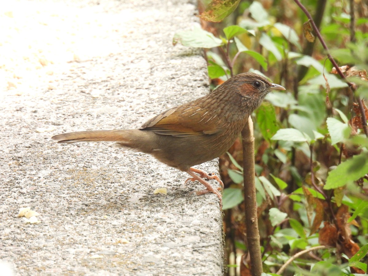 Streaked Laughingthrush - ML625951111