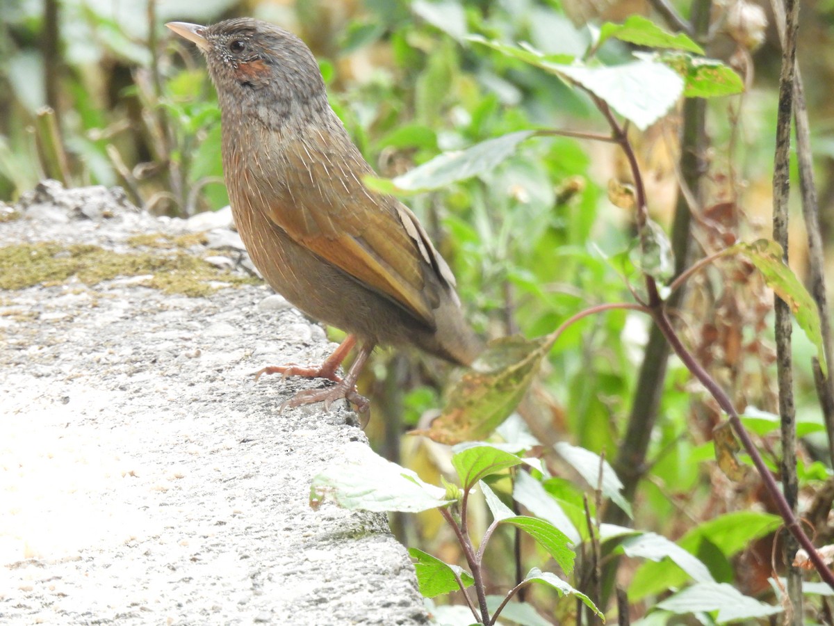 Streaked Laughingthrush - ML625951112