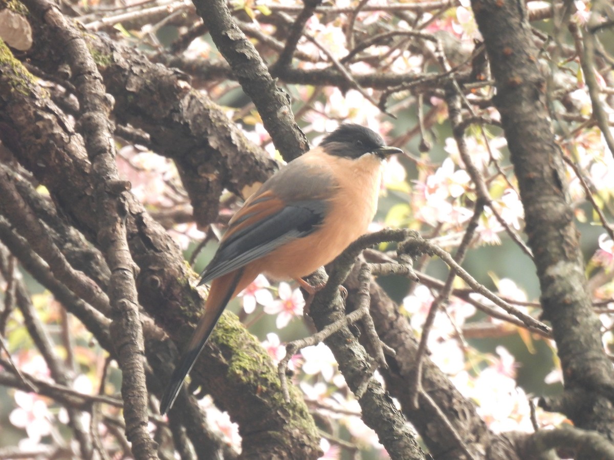 Rufous Sibia - ML625951139