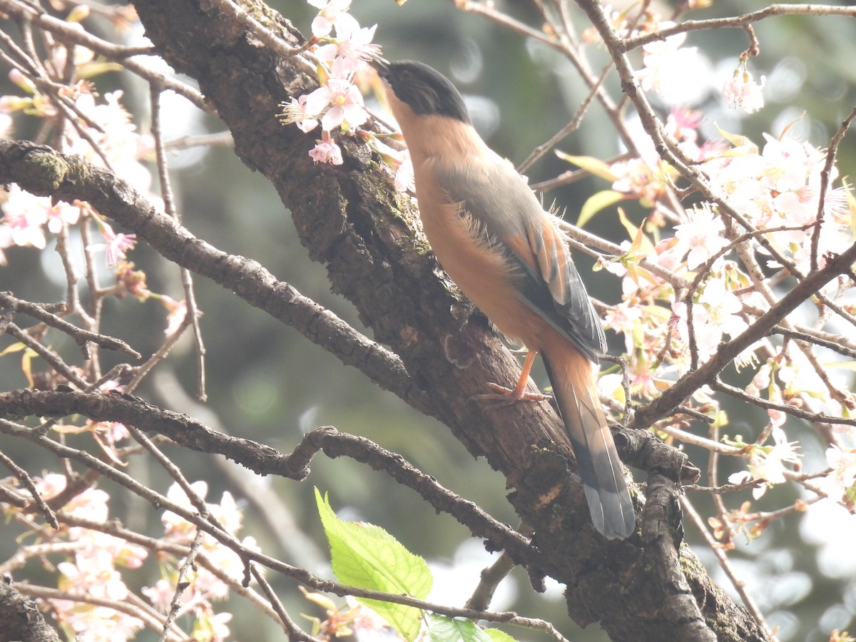 Rufous Sibia - ML625951140